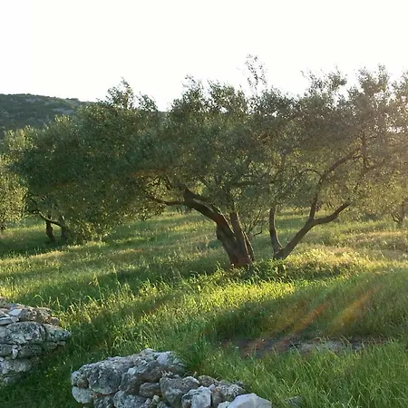 Lavanda